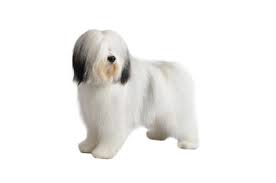 犬を家族に迎える前に